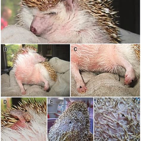 caparinia tripilis morphological details embryonated eggs shells