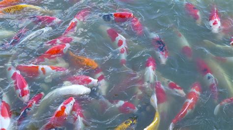 Sch N Bunt Koi Fisch Schweben Im Das Wasser Stock Video Bei