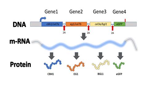 Schematic Representation Of The Multi Cistronic Protein Expression