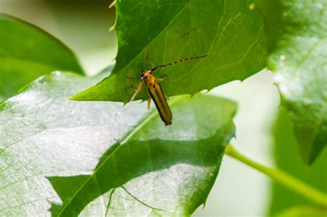 Dogwood Twig Borer - Prevention and Control