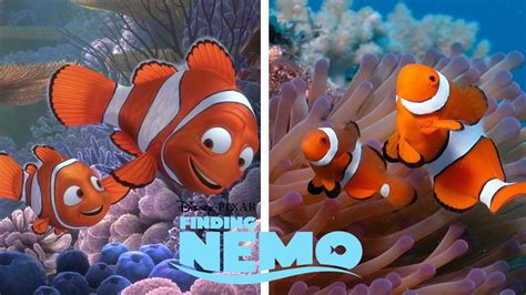 Disney Finding Nemo Characters In Real Life Youtube