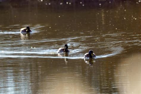 Premium Photo | Three ducks swimming in spring coloured water