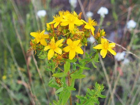 Erva De S O Jo O Hypericum Perforatum Como Plantar