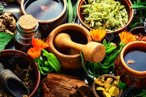 Set Tanaman Herbal Homeopati Segar Dan Kering Dalam Pengobatan Herbal ...