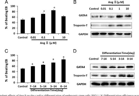 Figure 3 From Angiotensin II Promotes Cardiac Differentiation Of