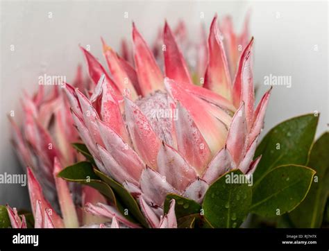 King Protea Or Protea Cynaroides The National Flower Of South Africa