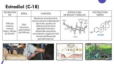 Hormonas Sexuales PPT