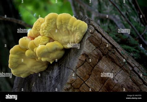 Yellow Tree Fungus Hi Res Stock Photography And Images Alamy