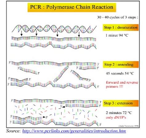 Steps In Polymerase Chain Reaction Download Scientific Diagram