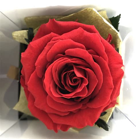 Long Stem Red Rose Noble Roses