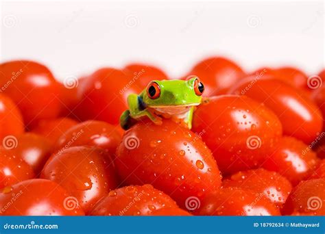 Tomato Frog Stock Photo Image Of Fresh Cute Pile Vegetarian 18792634