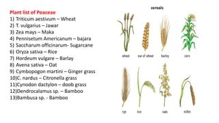 Poaceae | PPT