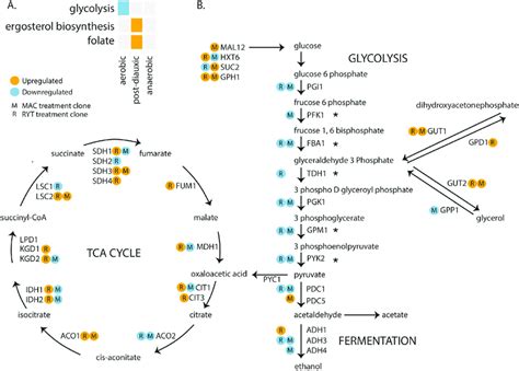 Rapid Gene Expression Evolution In Glycolysis The Tca Cycle And