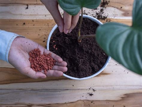 Optimizing Growth A Guide To Applying Npk Fertilizer For Potted Plants