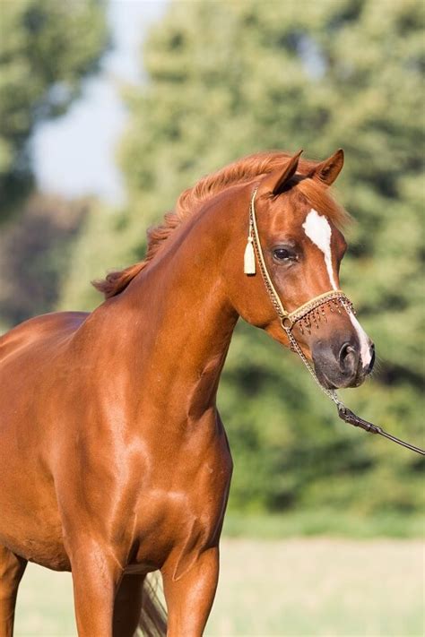 Der Vollblutaraber Pferderassenportrait Fundis Reitsport