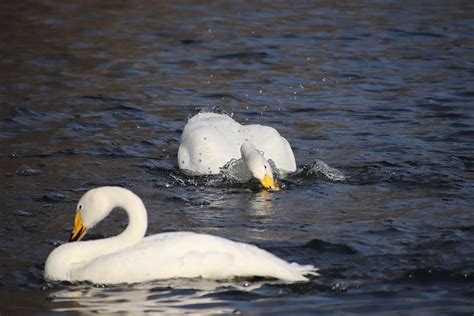 Swans Water Birds Habitat - Free photo on Pixabay - Pixabay