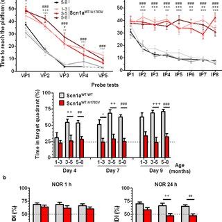 Scn1a WT A1783V Mice Present Reduced Scn1a MRNA In Hippocampus But No