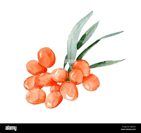 Sea Buckthorn Watercolor Branch Berries And Leaves Sea Buckthorn