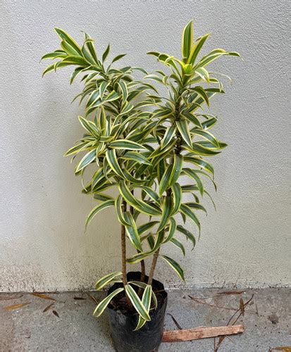 Pleomele Variegata Dracena Reflexa Sitio Flora Sol