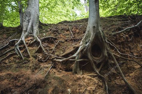 Un Primer Plano De Las Ra Ces De Los Rboles En El Suelo En Un Bosque