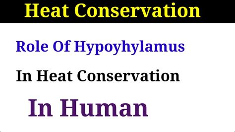 Heat Conservation Role Of Hypothalamus In Thermoregulation Class 12 Biology Homeostasis