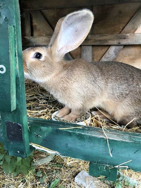 Flemish Giant Rabbits For Sale Haskell Nj 344897