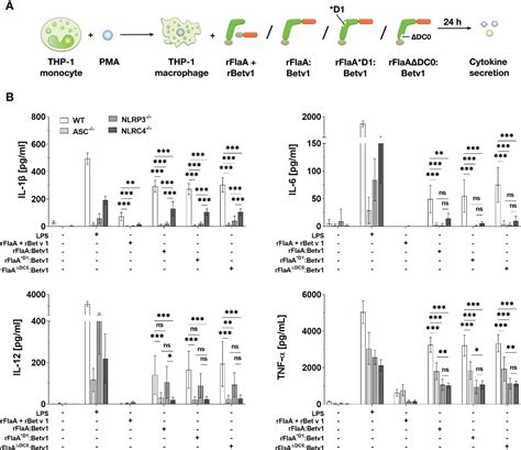 Frontiers A Flagellin Conjugate Protein Induces Dual NLRC4 And NLRP3