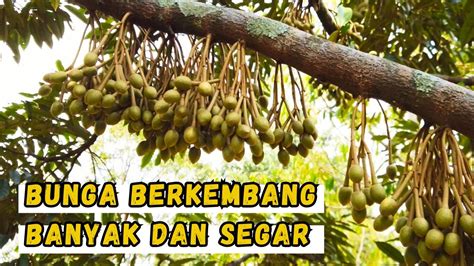 Air Kunci Penyelamatan Kebun Durian Di Musim Kemarau El Nino YouTube