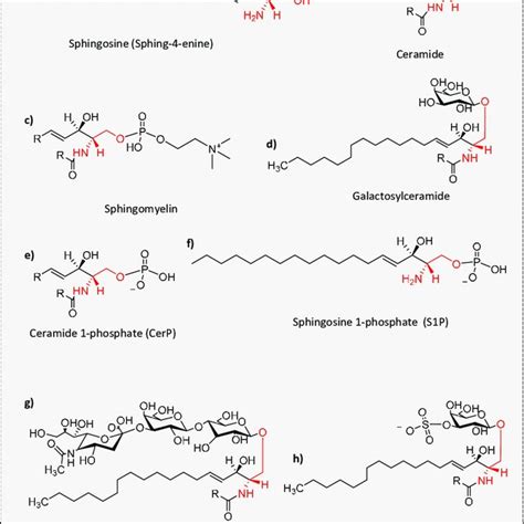 Molecular Structures Of Several Sphingolipids A Sphingosine Download Scientific Diagram