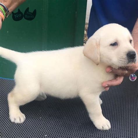 Cachorros labrador machos y hembras en adopción en Huelva