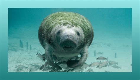 Manatee Symbolism, Power & Spirit Animal — Ocean Jewelry