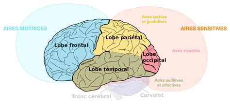 Olcreate Pub Les Aires Fonctionnelles Du Cerveau Olcreate