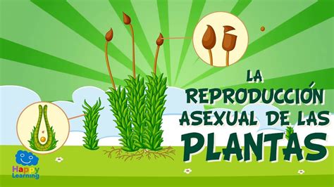 LA REPRODUCCIÓN ASEXUAL DE LAS PLANTAS Vídeos Educativos para Niños