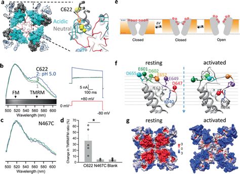 Structural Mechanism Underlying Voltage Sensitivity In Trpv A The