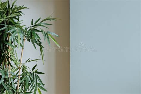 Indoor Bamboo Plant Against A Plain Background Stock Photo Image Of