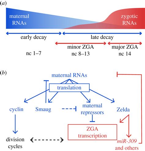 Regulatory Principles Governing The Maternal To Zygotic Transition