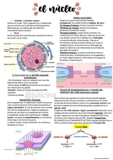 Nucleo Celular Biologia CBC Biología celular Núcleo uDocz