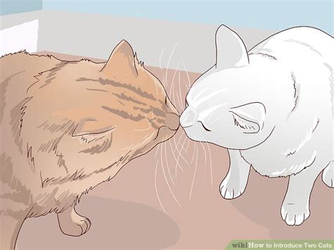 4 Ways To Introduce Two Cats Wikihow