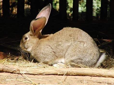 ‘World’s biggest rabbit’ stolen from owner's home - Newsbook