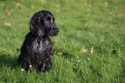 Black Cocker Spaniel Puppy | Dog Food Guru