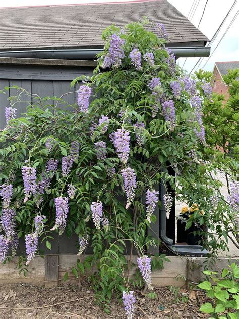 Blue Moon Reblooming Wisteria Seeds | Etsy | Partial shade flowers ...