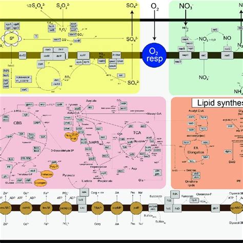 Schematic Representation Of Central Metabolic Pathways Present In The