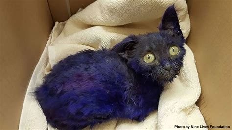 Dyed cat named 'Smurf' that was likely used as chew toy recovering ...