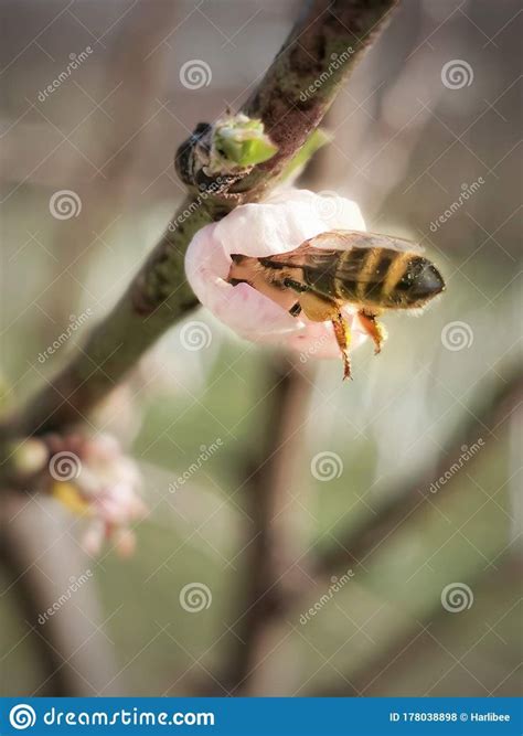 Can Bees Get Stuck In Flowers At Davidjmartinezo Blog