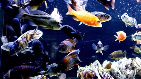 Cichlid Wallpapers Wallpaper Cave