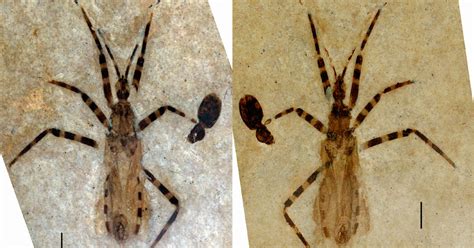 A Surprise In A 50 Million Year Old Assassin Bug Fossil Its Genitals The New York Times