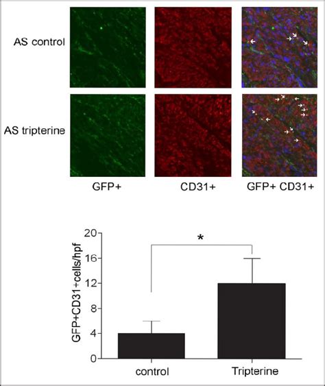 Immunofluorescence Staining Of Gfp Cd Double Positive Cells In