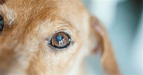 Cataracts in Dogs: Causes, Symptoms, & Treatment | Pumpkin®