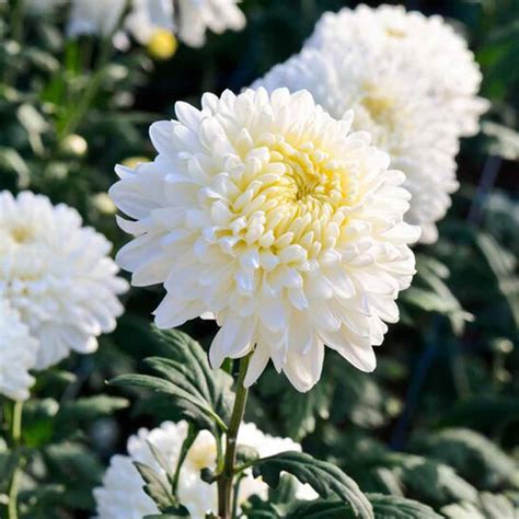 Sevanthi paper white-Chrysanthemum - Santhi Online Plants Nursery