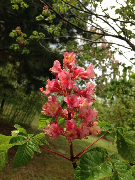 Aesculus Hippocastanum Baumannii Marronnier D Indes Fleurs